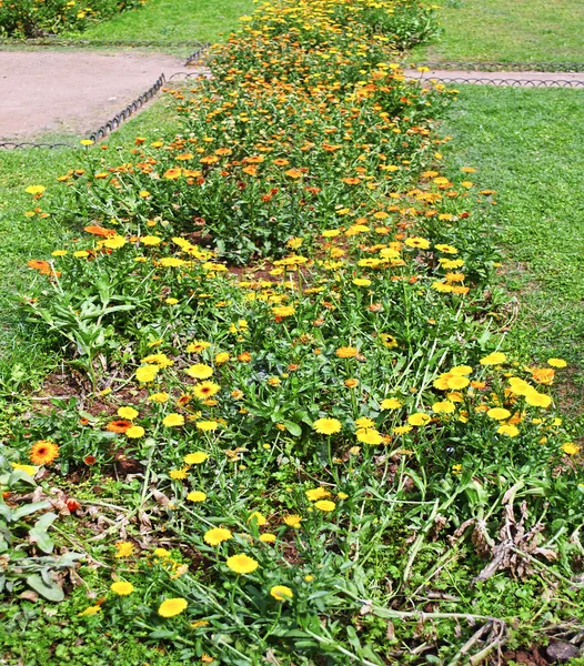 Grönt gräs och gula blommor foto textur — Stockfoto