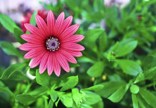 緑の自然の背景を持つ赤いデイジーの花 — ストック写真