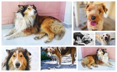 köpek fotoğraf kolaj