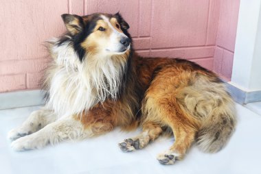 oturan küçük kız köpek