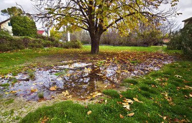 yağmur su birikintisi ağaç yansıması