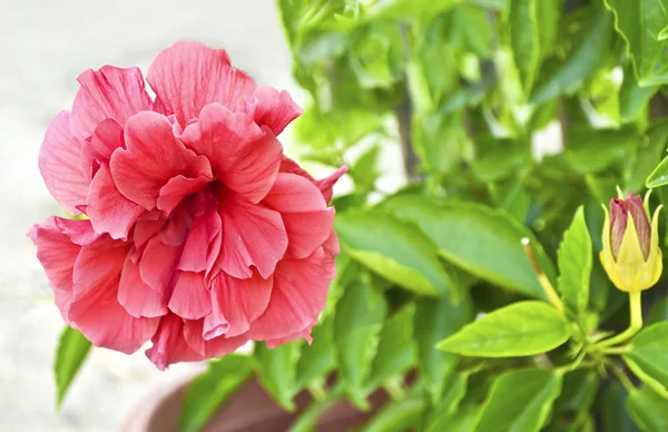 Blühende rosa Blume Foto Textur — Stockfoto