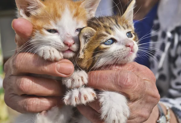 Anciana sostiene sus gatitos — Foto de Stock