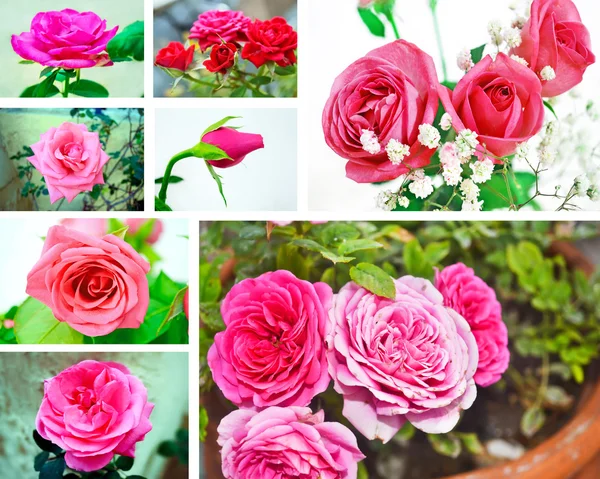 Collage aus rosa und rot blühenden Rosen — Stockfoto