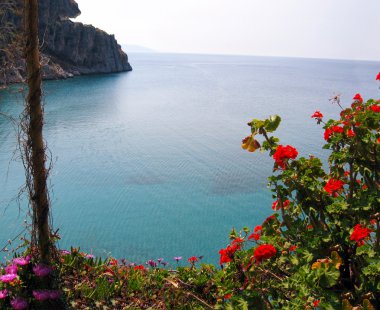 çiçekler arkasında deniz manzarası