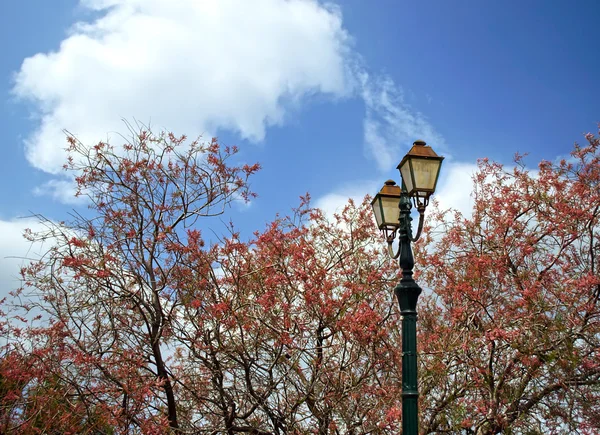 Red trees and a lamp - outdoors photography — Stock Photo, Image