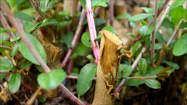 Mieren verplaatsen op de planten — Stockvideo