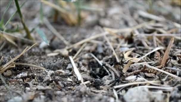 Mravenci pracují na zemi — Stock video
