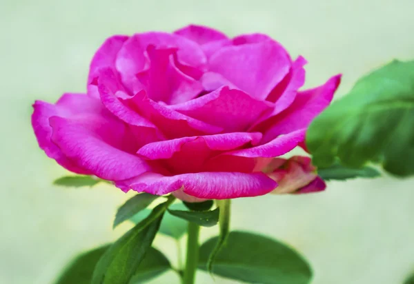 Pod kątem widzenia rose różowy — Zdjęcie stockowe
