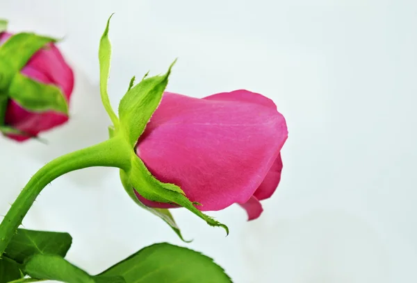 Hoekmening van een roos roze bud — Stockfoto