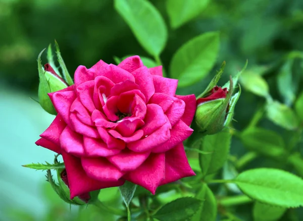 Bloeiende roze roos — Stockfoto