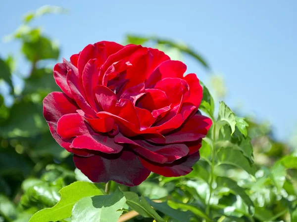 Floração rosa vermelha — Fotografia de Stock