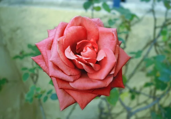 Kwitnący czerwona róża — Zdjęcie stockowe