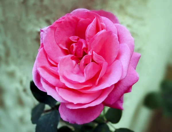 Blühende rosa Rose — Stockfoto