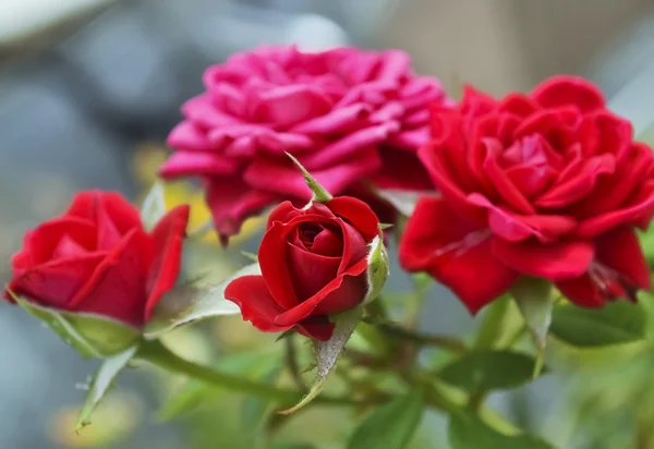 Czerwone i różowe róże — Zdjęcie stockowe
