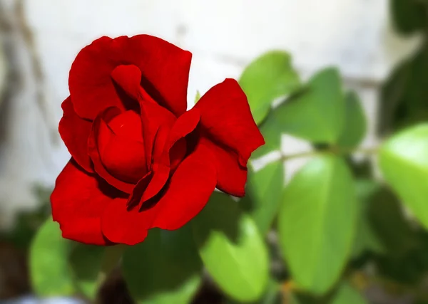 Red bud rose — Stok Foto