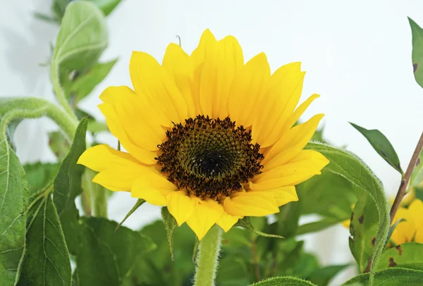 Yellow sunflower helios — Stock Photo, Image