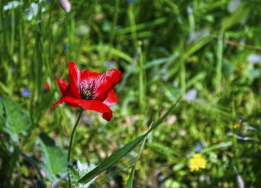 Kırmızı gelincik çiçeklenme