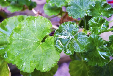 sonra yağmur ıslak yapraklar