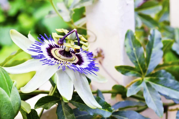 Fiore orologio in giardino — Foto Stock