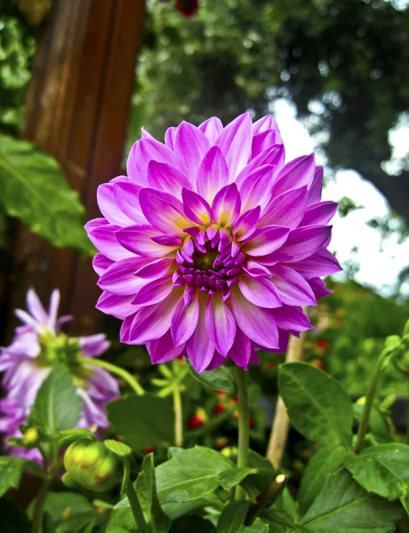 紫のダリアの花 — ストック写真