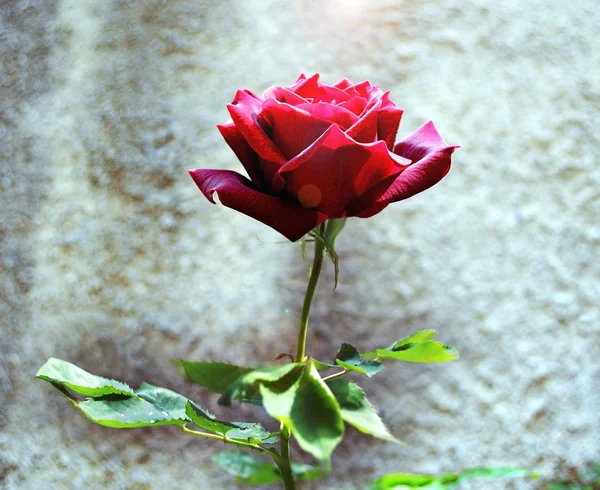 红玫瑰上的光 — 图库照片