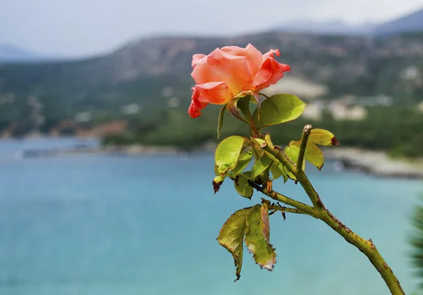 Rosa naranja floreciente — Foto de Stock