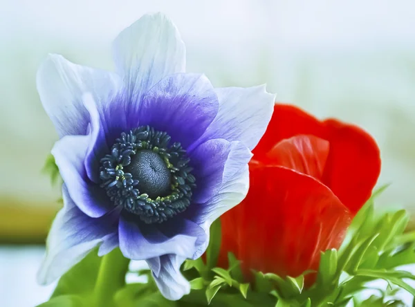 Purple and red anemones — Stock Photo, Image