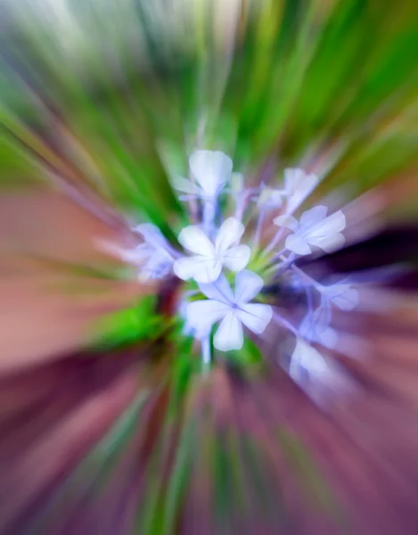 Flor de borrão roxo — Fotografia de Stock