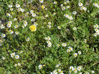 yonca ve Yeşiller fotoğraf doku