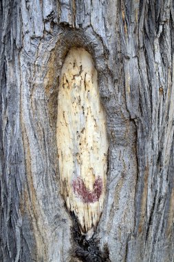 Ağaç kabuğu fotoğraf doku