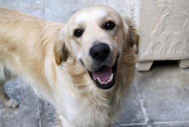 mutlu labrador geri almak