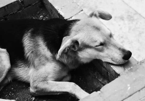 นอนสุนัข สีดําและสีขาว — ภาพถ่ายสต็อก