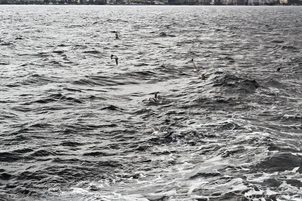 Gaivotas voando acima do mar — Fotografia de Stock