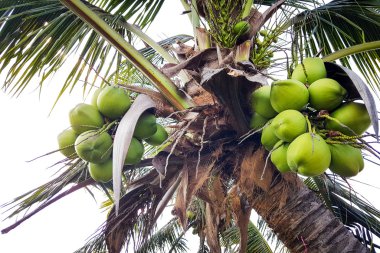 Hindistan cevizi avuç