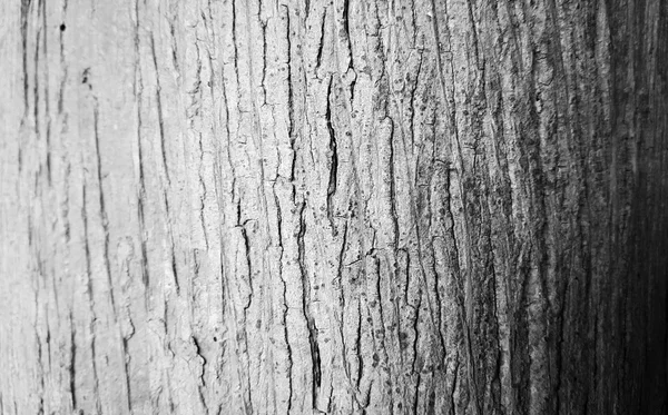 iki ton kabuk dokusu