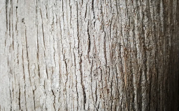 kahverengi kabuğu dokusu