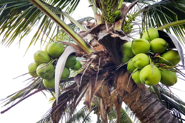 Hindistan cevizi avuç