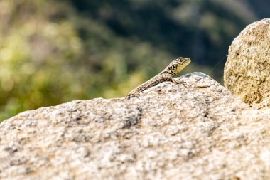 LizZarD, Machu Picchu, Cusco, Peru.