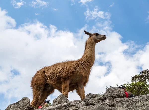 Lamy w Machu Picchu, Cuzco, Peru, Ameryka Południowa. — Zdjęcie stockowe