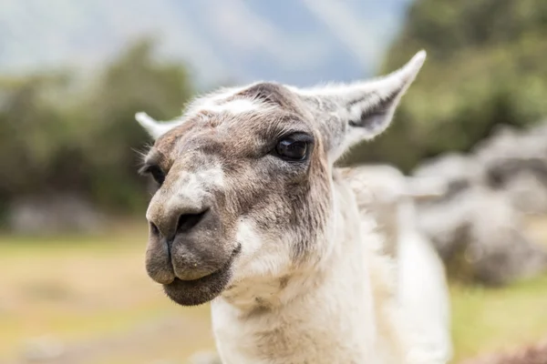 Llama at Machu Picchu, Cusco, Peru, South America. — Stock Photo, Image