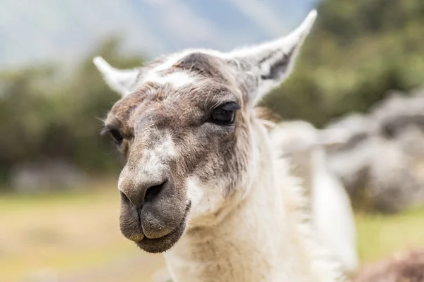 Llama en Machu Picchu, Cusco, Perú, América del Sur . — Foto de Stock