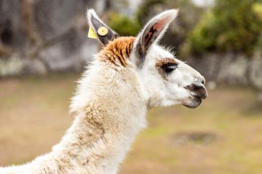 Lama, Machu Picchu, Cusco, Peru, Güney Amerika. 
