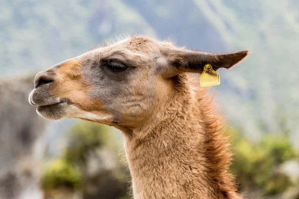 Llama en Machu Picchu, Cusco, Perú, América del Sur . — Foto de Stock