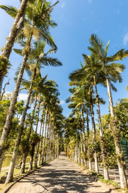 Imperial palms at Malwee Park. Jaragua do Sul, Santa Catarina