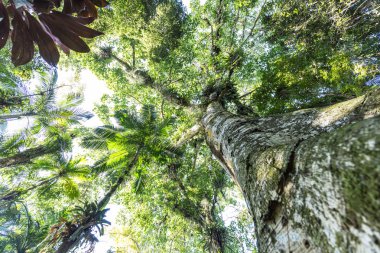 Botanik Bahçe ağaçları Franz Damm, Timbo Park. Santa Catarina