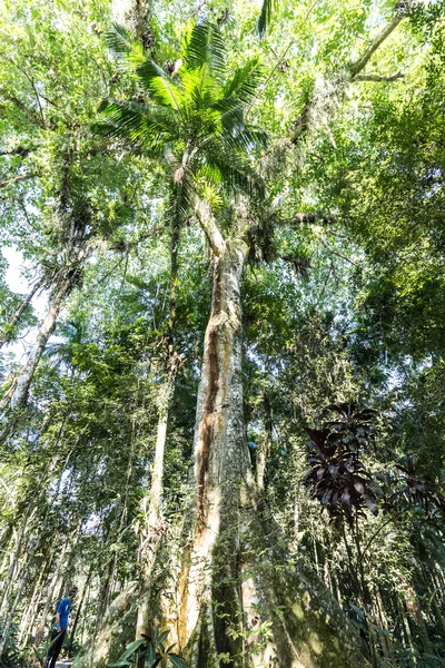 Árvores no Botanic Garden Park Franz Damm, Timbo. Santa Catarina — Fotografia de Stock