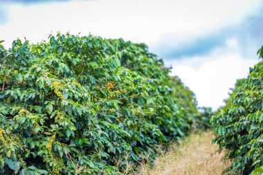 Brezilya 'nın kırsal kesimindeki kahve ağacında yetişen kahve çekirdekleri.