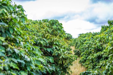 Brezilya 'nın kırsal kesimindeki kahve ağacında yetişen kahve çekirdekleri.