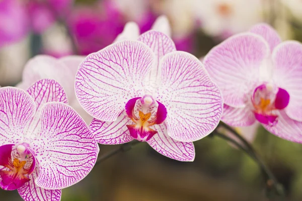 Belle orchidée isolée — Photo